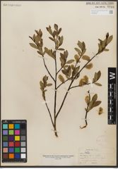 Foto von Salix L.